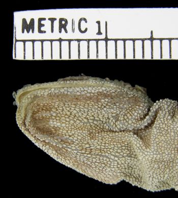 Media type: image; Herpetology R-52179